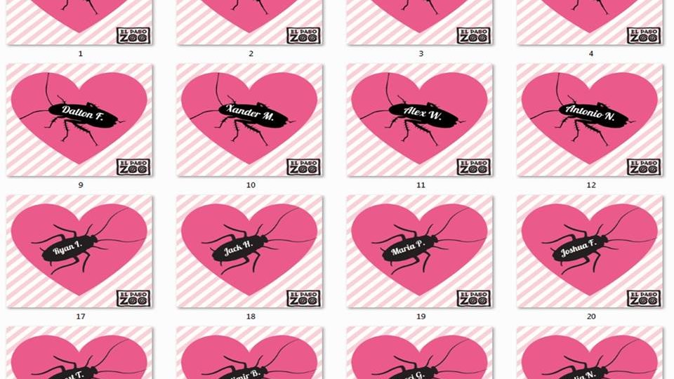 Copertina di Lo zoo che chiamerà gli scarafaggi col nome dei tuoi ex per San Valentino
