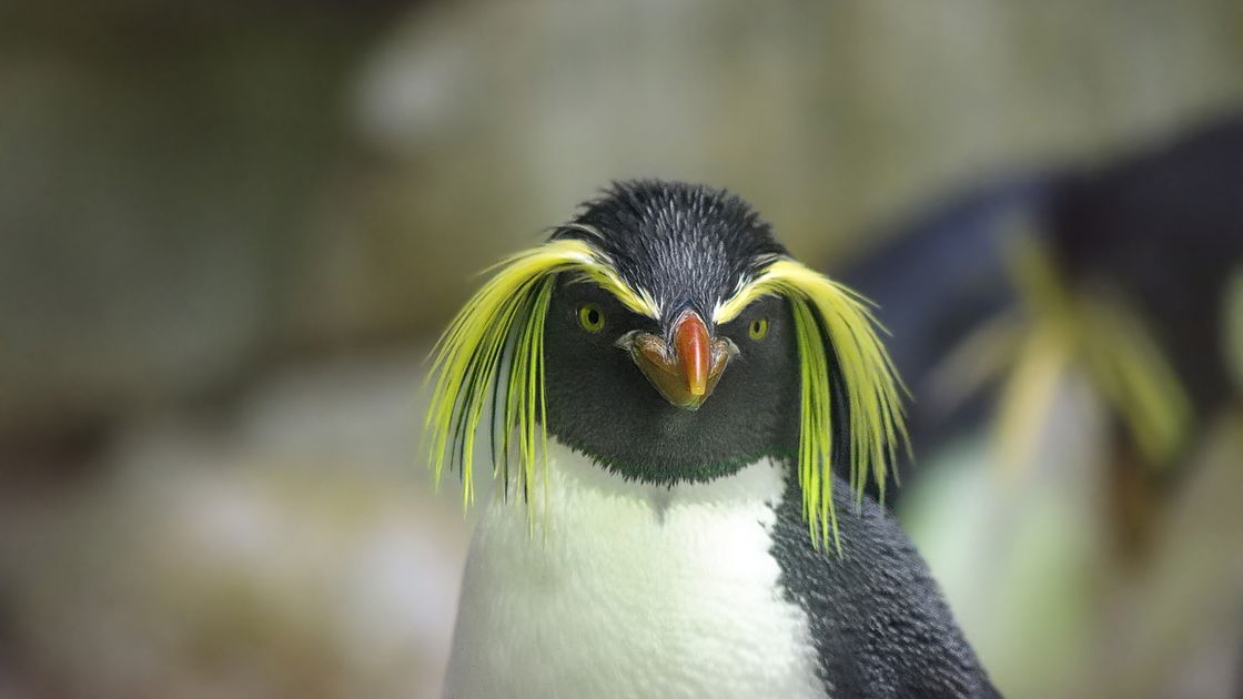 Copertina di Pinguini e baby elefanti incontrano altri animali per i corridoi di zoo e acquari
