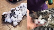 Copertina di Fluffy è salva: la gatta trovata ricoperta di neve è stata scongelata