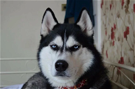 Copertina di Anuko, il cane con l'espressione più contrariata del web
