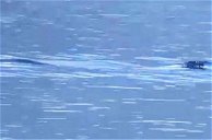 Copertina di Spuntano nuovi video del Nahuelito, il 'mostro di Loch Ness argentino'