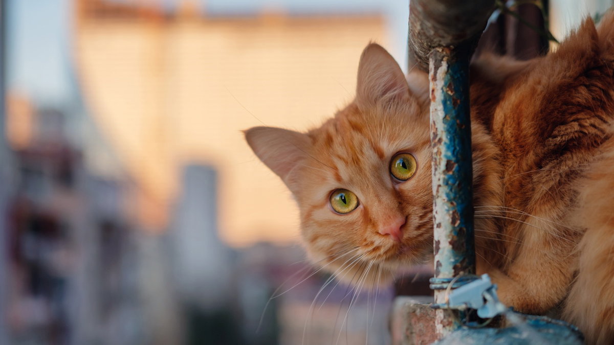 Immagine di La terapia genica sterilizza i gatti senza chirurgia