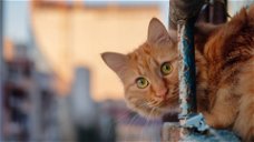 Copertina di La terapia genica sterilizza i gatti senza chirurgia