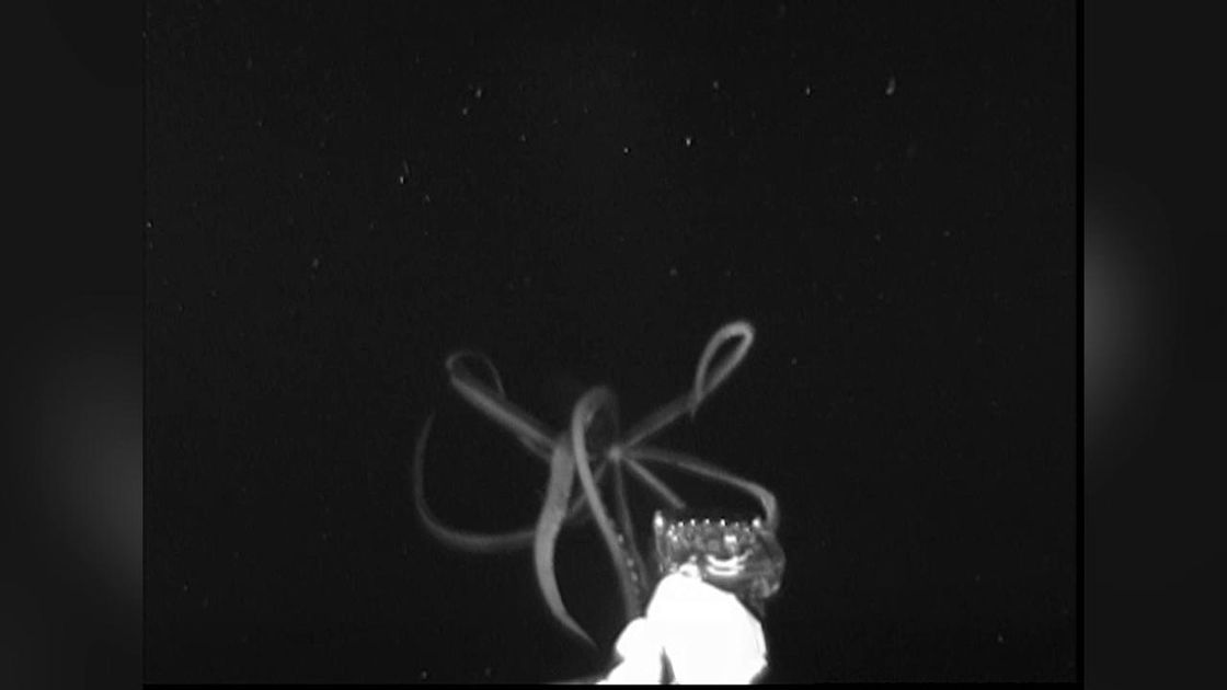 Copertina di Calamaro gigante: la prova video che ne immortala l'esistenza