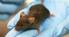 Copertina di Scienziati mettono a punto topi dotati di vista a infrarossi