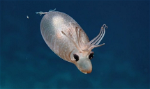 Copertina di Ecco il 'calamaro maialino': la piccola creatura avvistata a 1,4 km di profondità [VIDEO]