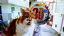 Copertina di Il gatto più vecchio del mondo compie i suoi primi 30 anni