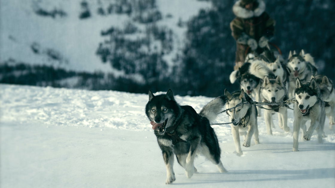 Copertina di Togo: la storia del cane eroe della corsa del siero (e il legame con Balto)