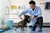 Copertina di Cina, clonato cane poliziotto per ridurre i tempi d'addestramento