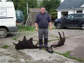 Copertina di Le enormi corna di un cervo gigante estinto ripescate in Irlanda