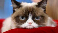 Copertina di È morta Grumpy Cat, la gatta imbronciata più famosa del web