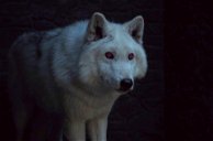 Copertina di Game of Thrones 8x03: che fine hanno fatto Ghost e i draghi?