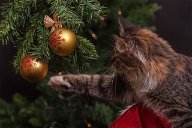 Copertina di Geniale o trash? L'albero di Natale per chi ha i gatti